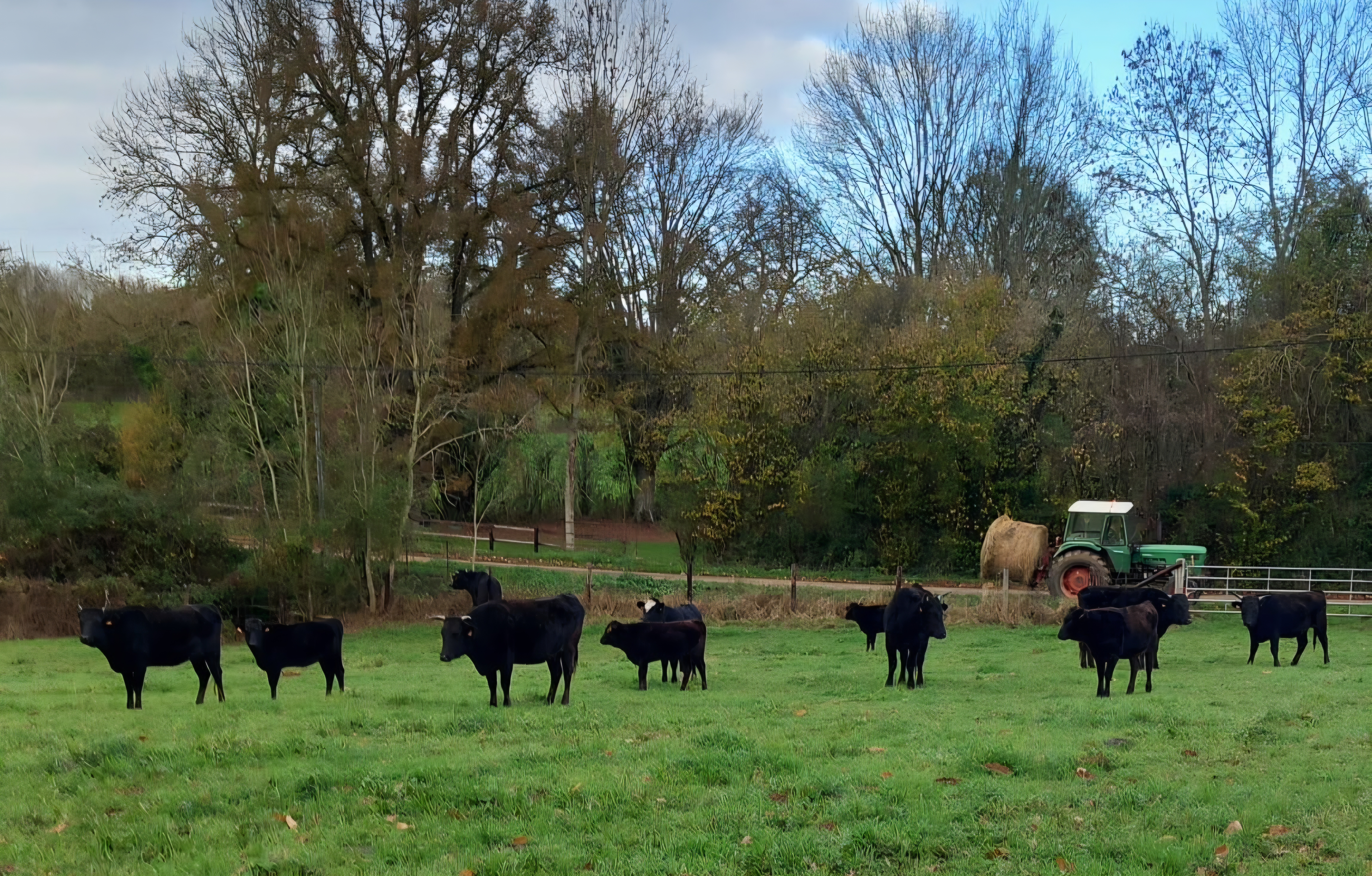 Troupeau de vaches Wagyu au pâturage